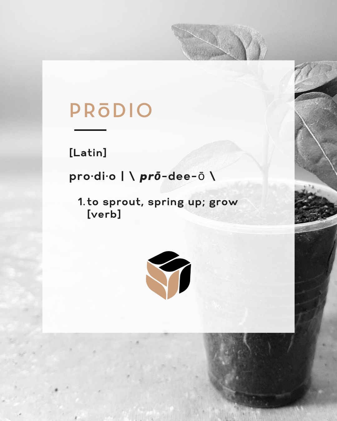 Prodio Selects - Instagram Posts
